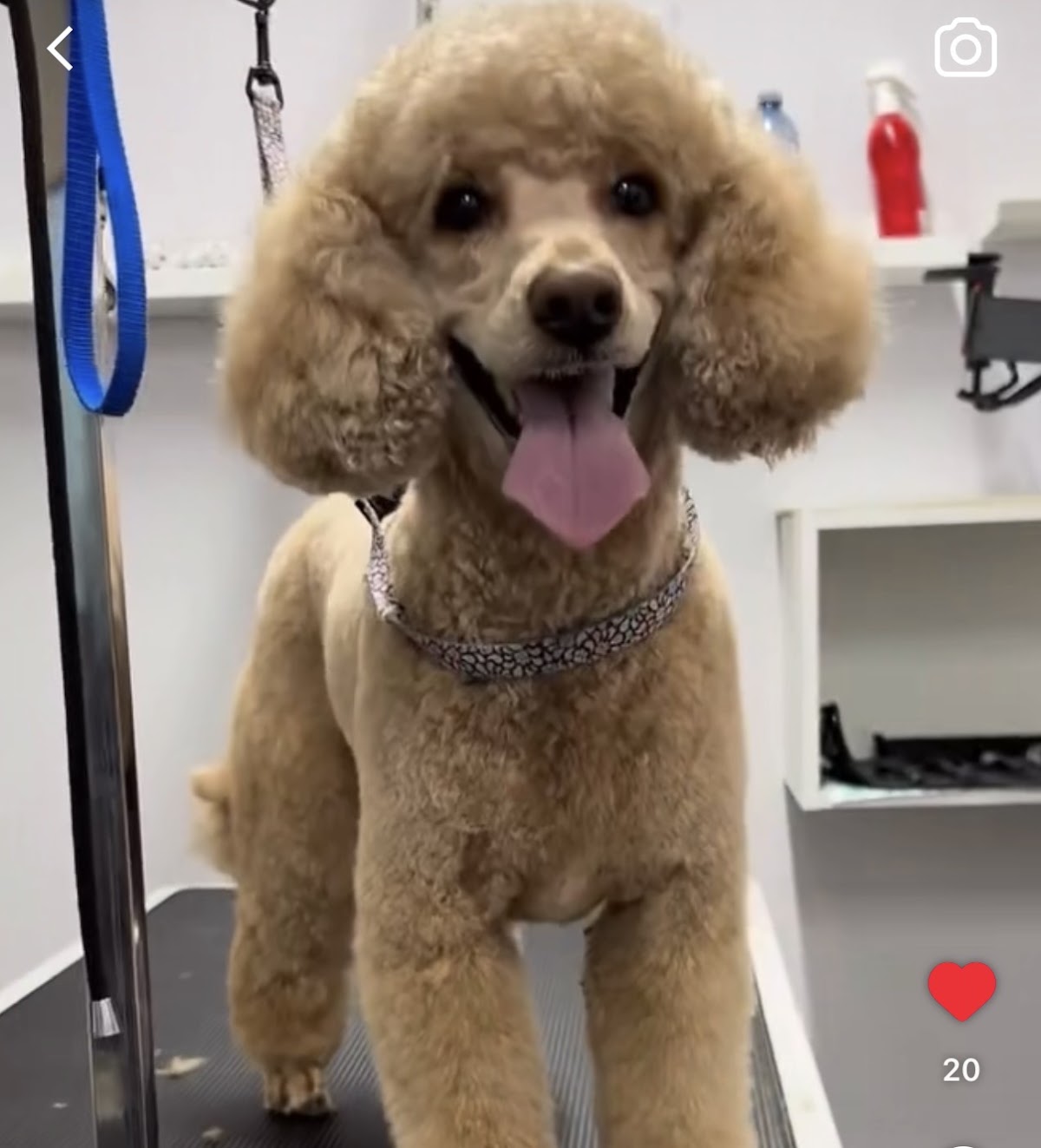 Big Dog And Little Dog Grooming