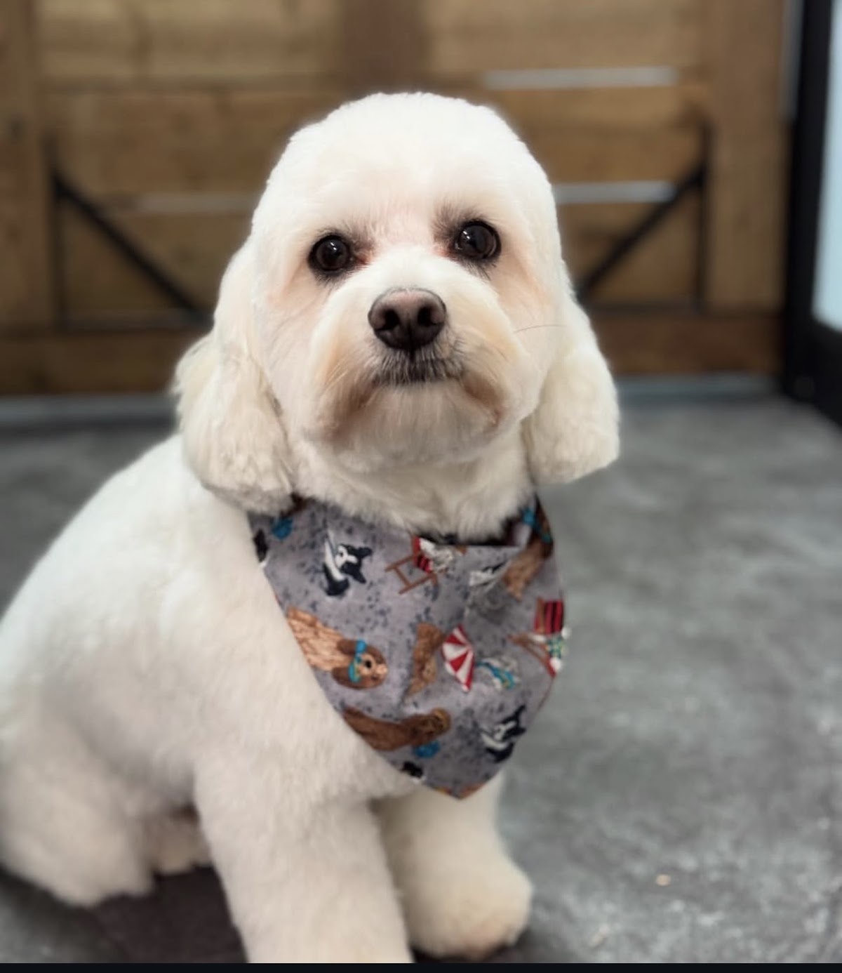 Big Dog And Little Dog Grooming photo