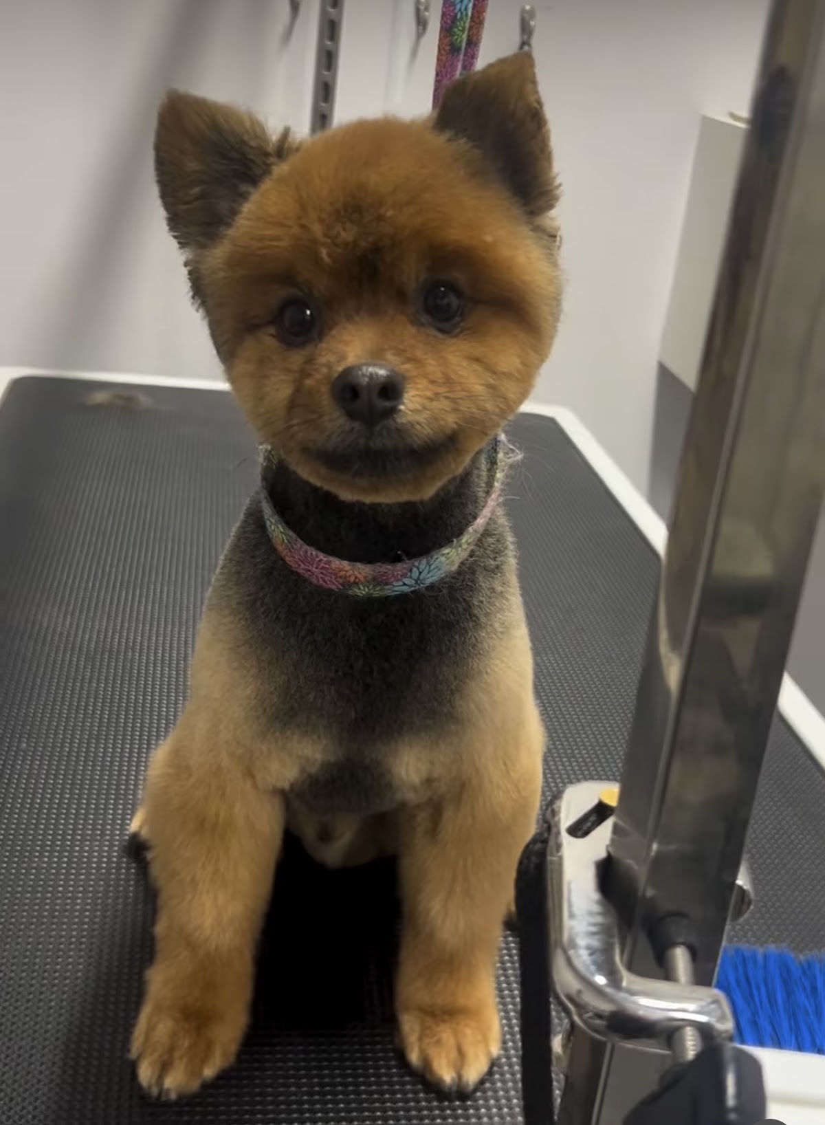 Big Dog And Little Dog Grooming photo