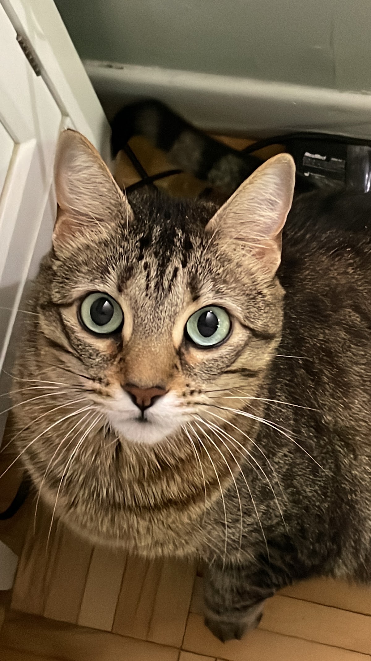 McCowan Animal Clinic photo