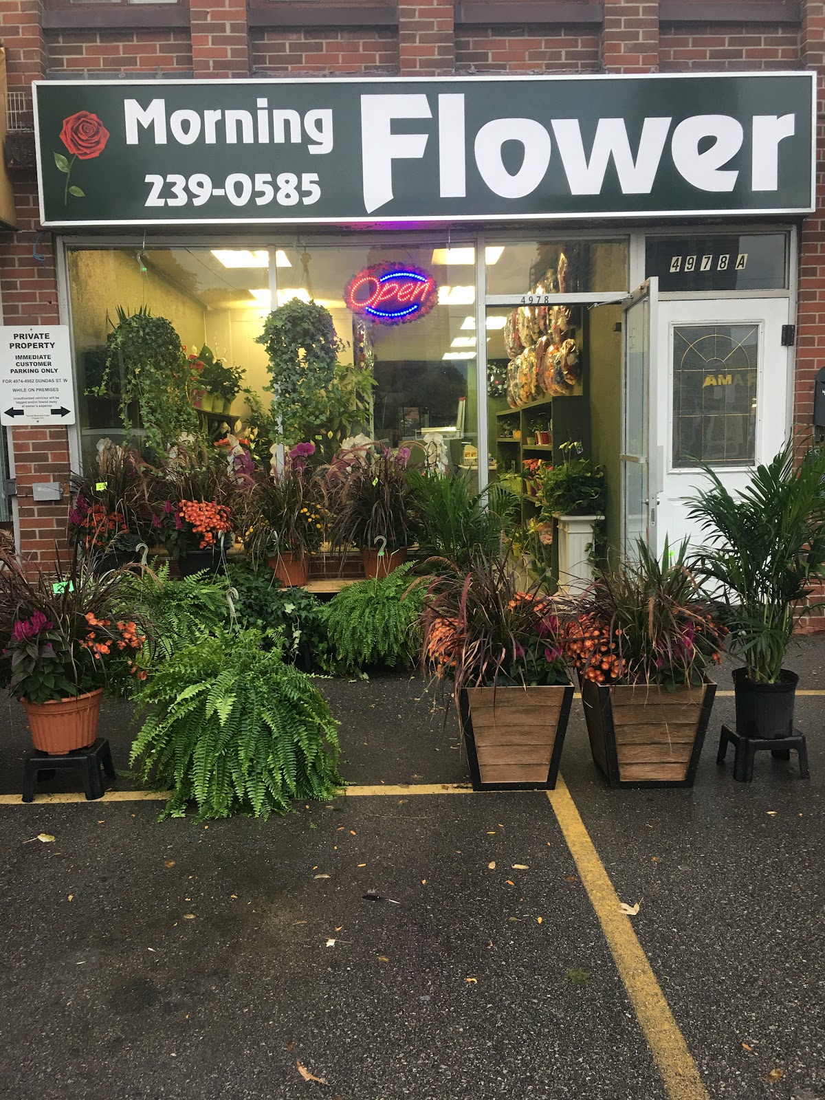 Morning Flower