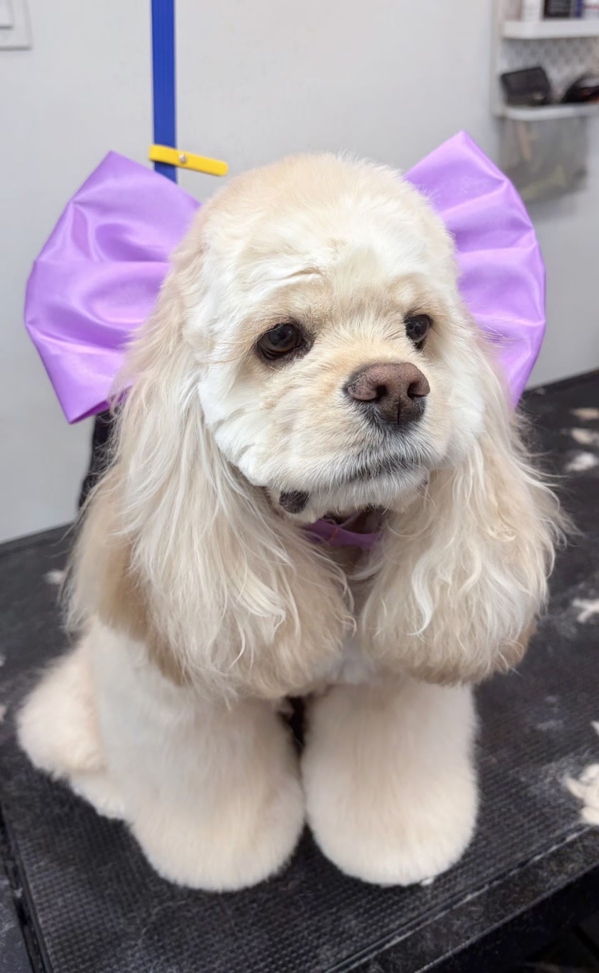 Pawny Tail Pet Grooming & More photo
