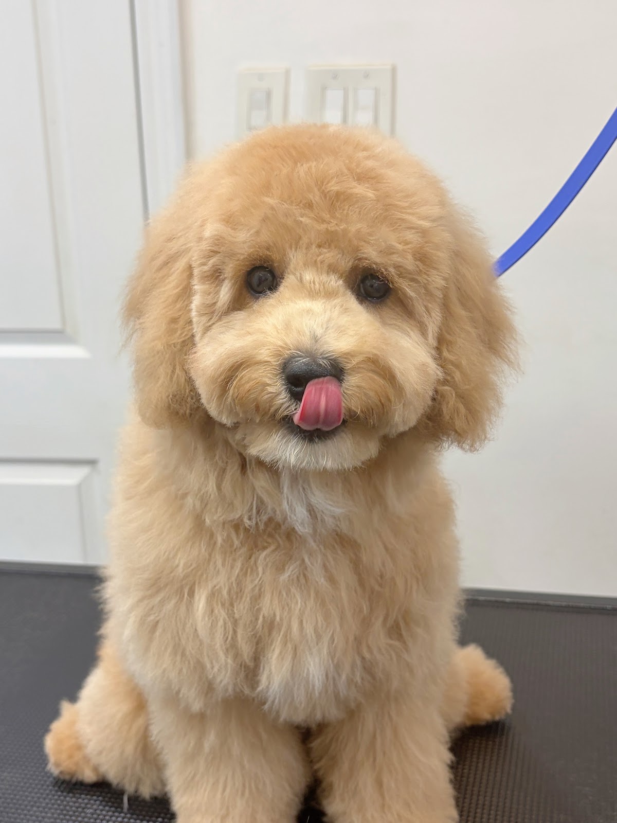 Pawny Tail Pet Grooming & More photo
