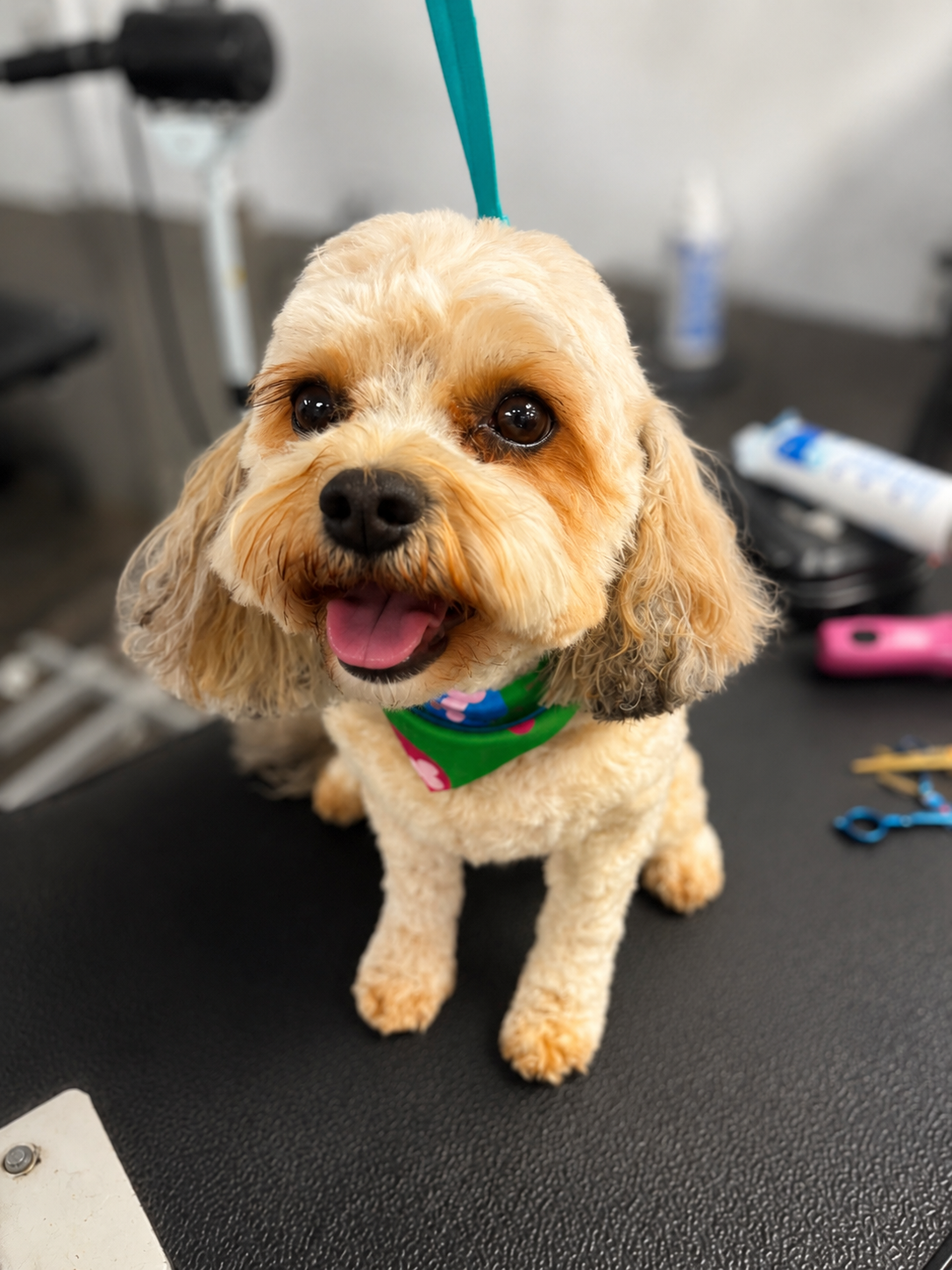 PetLuv Grooming Services photo