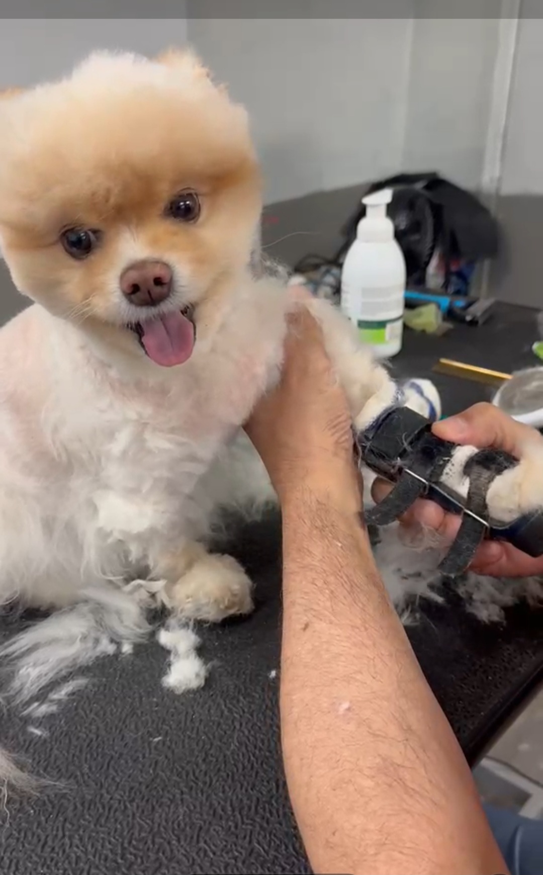 PetLuv Grooming Services photo